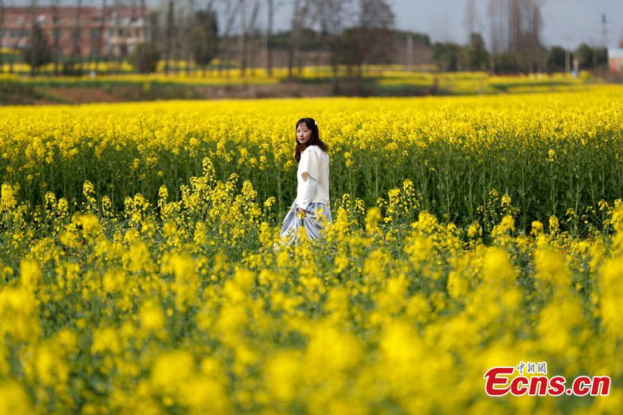 A girl walks in a cole flower field in Hanzhong City, northwest China\'s Shaanxi Province, March 22, 2019. Cole flowers are in full bloom in Hanzhong recently. (Photo: China News Service/Liu Guanguan)