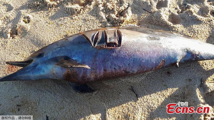 <?php echo strip_tags(addslashes(A dead dolphin lies on a beach of the Atlantic Ocean near Lacanau, southwestern France, on March 22, 2019. Over 1,100 beached dolphins have been recorded on the French Atlantic coast, mainly in the Vendee, Charente-Maritime and Gironde deprtments, according to the Pelagis Observatory, a marine mammal and seabird research laboratory based in La Rochelle. 