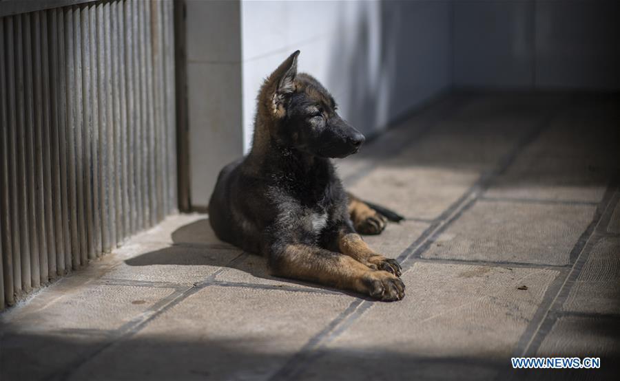 China\'s first cloned police dog Kunxun is seen in Kunming, southwest China\'s Yunnan Province, March 21, 2019. Three-month-old Kunxun arrived at Kunming Police Dog Base from Beijing earlier this month to receive training. Kunxun was born in December 2018 in Beijing at a healthy condition with 540 grams in weight and 23 centimeters in length. Kunxun was cloned from a 7-year-old female police dog named Huahuangma, which is considered a great detective dog. According to a test by a institution, Kunxun\'s DNA is over 99.9 percent identical to that of Huahuangma. (Xinhua/Jiang Wenyao)