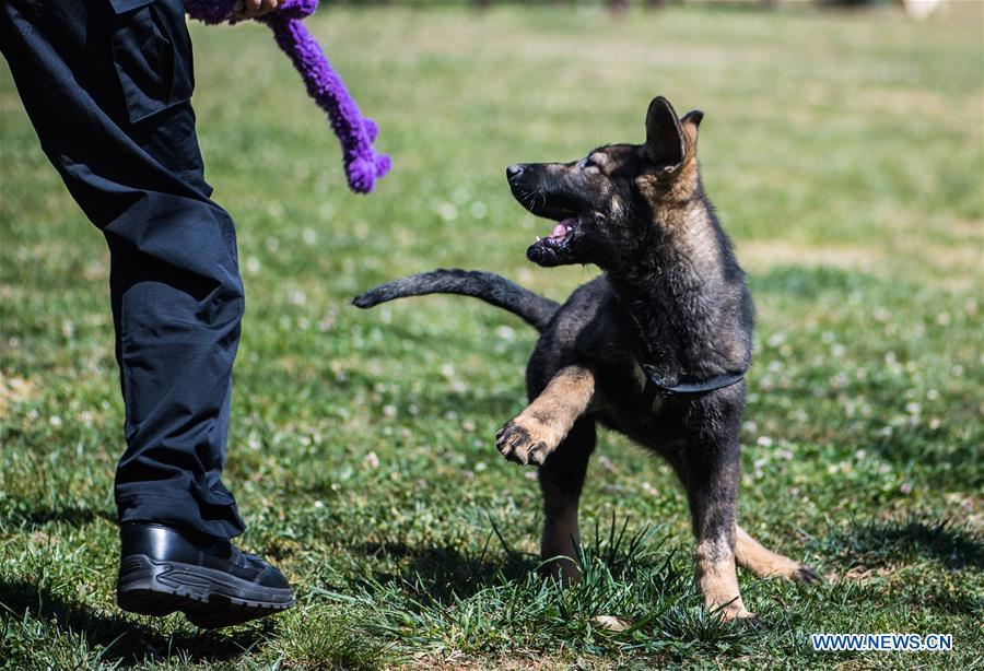 China\'s first cloned police dog Kunxun plays with a trainer at Kunming Police Dog Base in Kunming, southwest China\'s Yunnan Province, March 21, 2019. Three-month-old Kunxun arrived at Kunming Police Dog Base from Beijing earlier this month to receive training. Kunxun was born in December 2018 in Beijing at a healthy condition with 540 grams in weight and 23 centimeters in length. Kunxun was cloned from a 7-year-old female police dog named Huahuangma, which is considered a great detective dog. According to a test by a institution, Kunxun\'s DNA is over 99.9 percent identical to that of Huahuangma. (Xinhua/Jiang Wenyao)