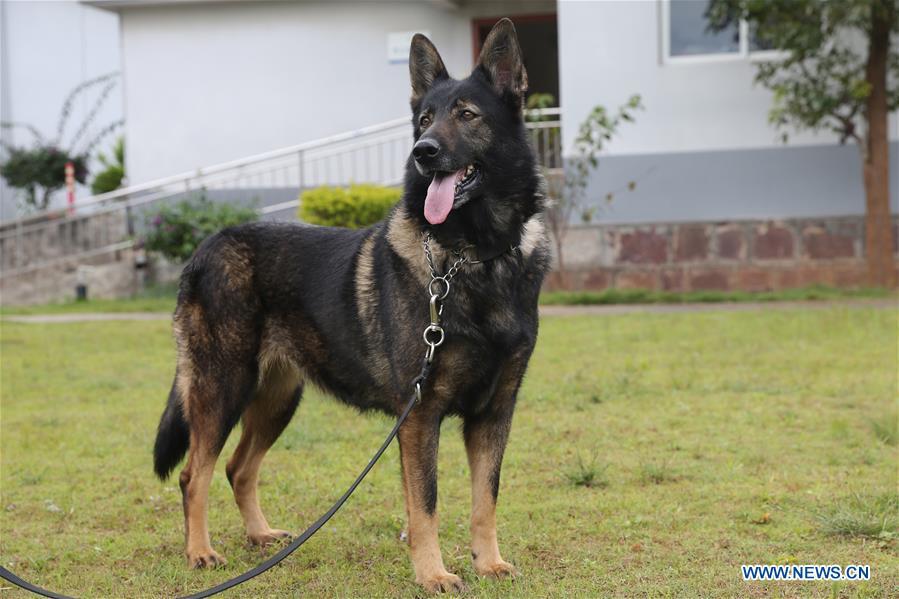 Undated file photo shows police dog Huahuangma. Three-month-old Kunxun arrived at Kunming Police Dog Base from Beijing earlier this month to receive training. Kunxun was born in December 2018 in Beijing at a healthy condition with 540 grams in weight and 23 centimeters in length. Kunxun was cloned from a 7-year-old female police dog named Huahuangma, which is considered a great detective dog. According to a test by a institution, Kunxun\'s DNA is over 99.9 percent identical to that of Huahuangma. (Xinhua)