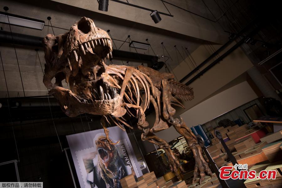 University of Alberta Paleontologists have just reported the world\'s biggest Tyrannosaurus rex and the largest dinosaur skeleton ever found in Canada. The 13-metre-long T. rex, nicknamed \'Scotty,\' lived in prehistoric Saskatchewan 66 million years ago. Scotty has leg bones suggesting a living weight of more than 8,800 kg, making it bigger than all other carnivorous dinosaurs. The skeleton was first discovered in 1991, when paleontologists including T. rex expert and UAlberta professor Phil Currie were called in on the project. But the hard sandstone that encased the bones took more than a decade to remove - only now have scientists been able to study Scotty fully-assembled and realize how unique a dinosaur it is. (Photo/Agencies)
