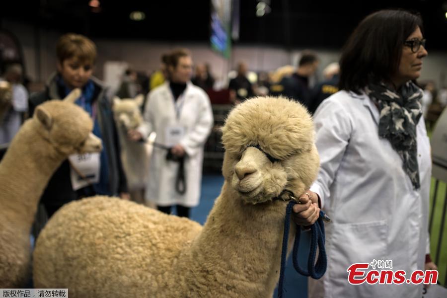 Handlers stand with their alpacas before judging at the British Alpaca Society National Show held at The International Centre in Telford, March 24, 2019. (Photo/Agencies)