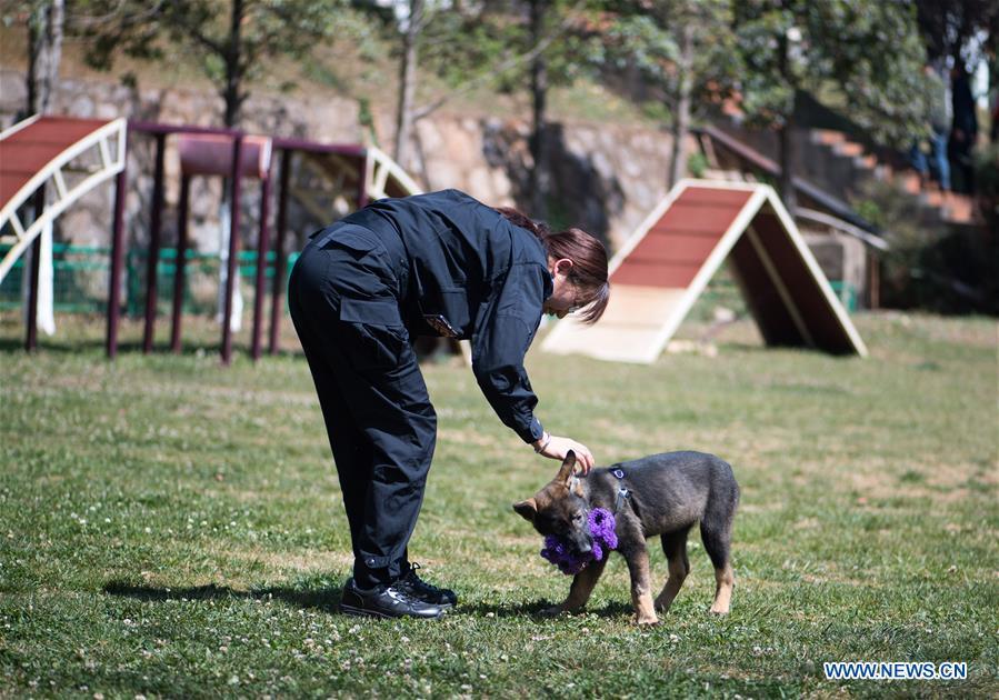 China\'s first cloned police dog Kunxun goes through a test in Kunming, southwest China\'s Yunnan Province, March 21, 2019. Three-month-old Kunxun arrived at Kunming Police Dog Base from Beijing earlier this month to receive training. Kunxun was born in December 2018 in Beijing at a healthy condition with 540 grams in weight and 23 centimeters in length. Kunxun was cloned from a 7-year-old female police dog named Huahuangma, which is considered a great detective dog. According to a test by a institution, Kunxun\'s DNA is over 99.9 percent identical to that of Huahuangma. (Xinhua/Jiang Wenyao)
