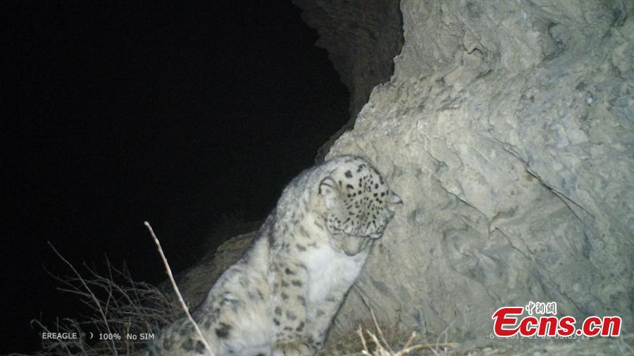 A photo taken by an infrared camera shows a snow leopard in the Hexi Corridor, a historical trade route, in Aksay Kazakh Autonomous County, Jiuquan City, Northwest China\'s Gansu Province. Researchers with the World Wildlife Fund (WWF) and the county\'s forestry office are collecting photos and videos made by 17 infrared cameras, which includes footage of snow leopards. (Photo: China News Service/Shaliha)