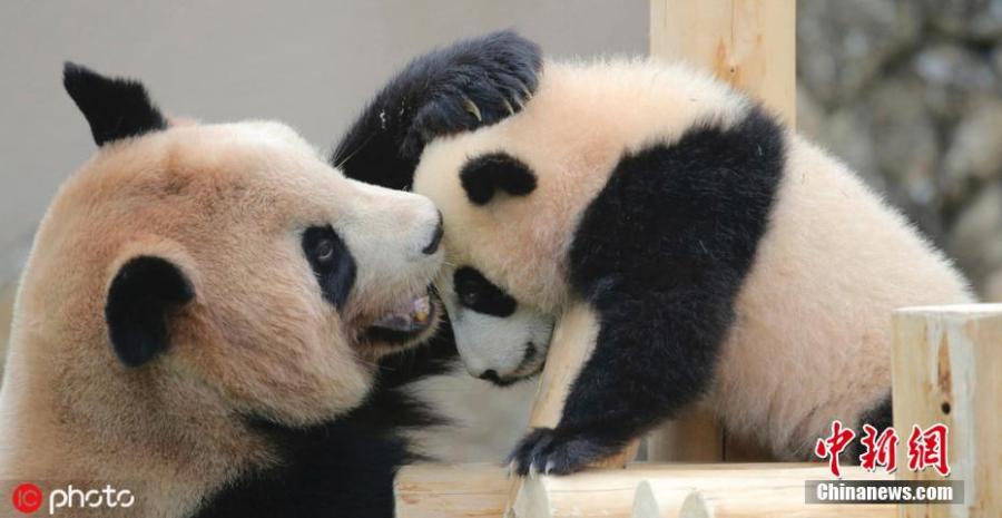 Baby panda Saihin plays around with her mother Rauhin at Adventure World in Shirahama, Wakayama Prefecture in Japan on March 23, 2019. The 12-kilogram baby panda played outside and met the public for the first time since she was born in August 2018. (Photo/IC)