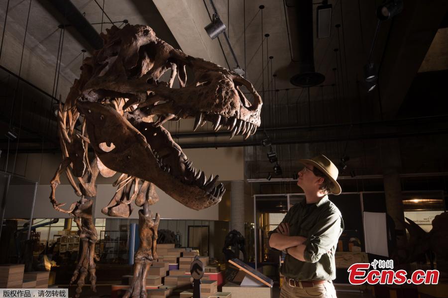 University of Alberta Paleontologists have just reported the world\'s biggest Tyrannosaurus rex and the largest dinosaur skeleton ever found in Canada. The 13-metre-long T. rex, nicknamed \'Scotty,\' lived in prehistoric Saskatchewan 66 million years ago. Scotty has leg bones suggesting a living weight of more than 8,800 kg, making it bigger than all other carnivorous dinosaurs. The skeleton was first discovered in 1991, when paleontologists including T. rex expert and UAlberta professor Phil Currie were called in on the project. But the hard sandstone that encased the bones took more than a decade to remove - only now have scientists been able to study Scotty fully-assembled and realize how unique a dinosaur it is. (Photo/Agencies)