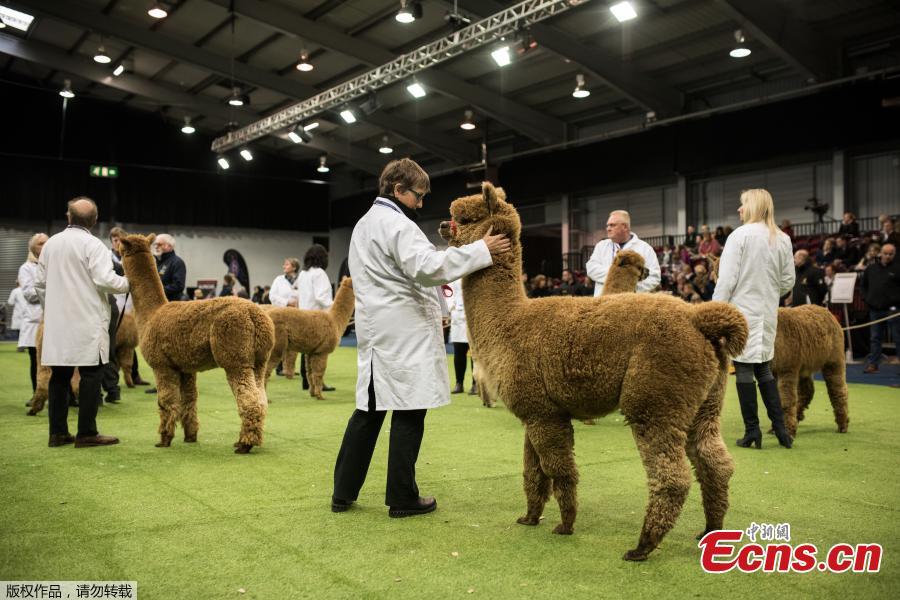 Handlers stand with their alpacas before judging at the British Alpaca Society National Show held at The International Centre in Telford, March 24, 2019. (Photo/Agencies)