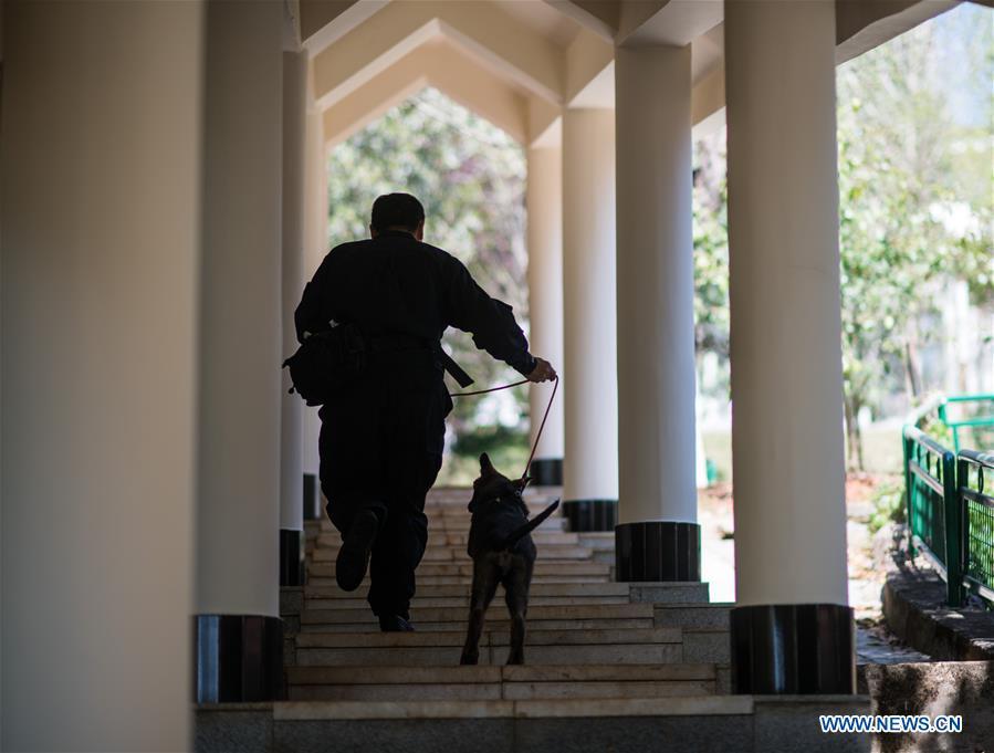 China\'s first cloned police dog Kunxun prepares for training in Kunming, southwest China\'s Yunnan Province, March 21, 2019. Three-month-old Kunxun arrived at Kunming Police Dog Base from Beijing earlier this month to receive training. Kunxun was born in December 2018 in Beijing at a healthy condition with 540 grams in weight and 23 centimeters in length. Kunxun was cloned from a 7-year-old female police dog named Huahuangma, which is considered a great detective dog. According to a test by a institution, Kunxun\'s DNA is over 99.9 percent identical to that of Huahuangma. (Xinhua/Jiang Wenyao)
