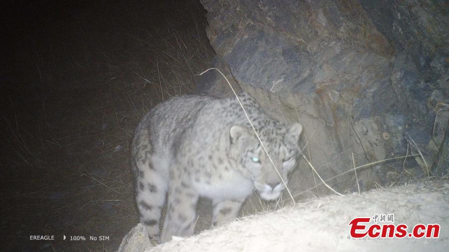 A photo taken by an infrared camera shows a snow leopard in the Hexi Corridor, a historical trade route, in Aksay Kazakh Autonomous County, Jiuquan City, Northwest China\'s Gansu Province. Researchers with the World Wildlife Fund (WWF) and the county\'s forestry office are collecting photos and videos made by 17 infrared cameras, which includes footage of snow leopards. (Photo: China News Service/Shaliha)