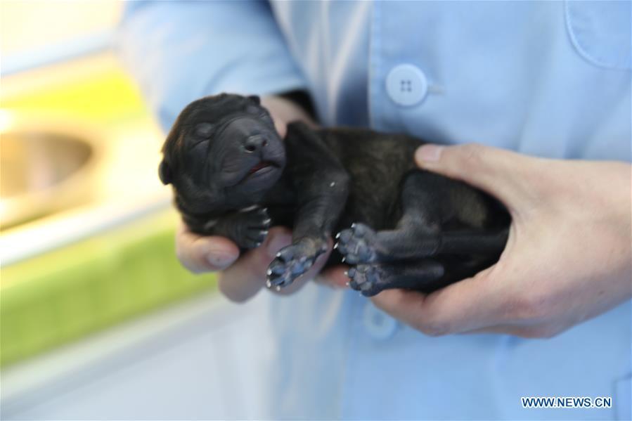 Undated file photo shows newborn Kunxun, China\'s first cloned police dog. Three-month-old Kunxun arrived at Kunming Police Dog Base from Beijing earlier this month to receive training. Kunxun was born in December 2018 in Beijing at a healthy condition with 540 grams in weight and 23 centimeters in length. Kunxun was cloned from a 7-year-old female police dog named Huahuangma, which is considered a great detective dog. According to a test by a institution, Kunxun\'s DNA is over 99.9 percent identical to that of Huahuangma. (Xinhua)