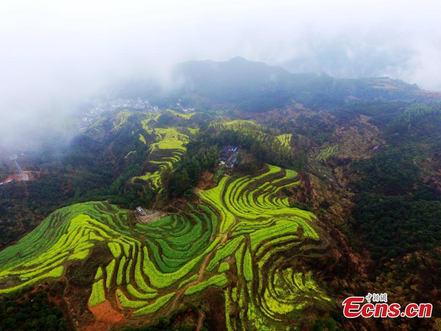An aerial view of fields and hillside terraces being turned bright yellow by blooming rapeseed flowers in Wuyuan County, Jiangxi Province in March 2019. (Photo: China News Service/Cao Jiaxiang)