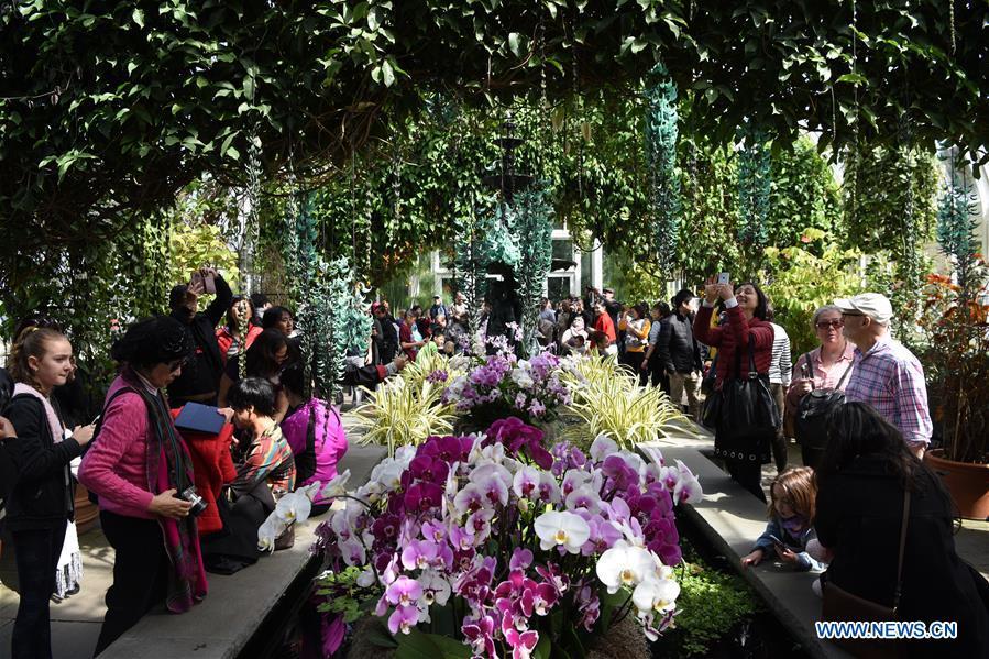 People visit the Orchid Show at New York Botanical Garden (NYBG) in New York, the United States, March 24, 2019. The Orchid Show themed Singapore showcases treasures from NYBG\'s exquisite orchid collection as well as Singapore\'s achievements in orchid cultivation, research and conservation. (Xinhua/Han Fang)