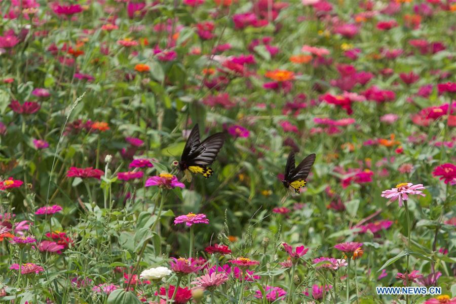 Butterflies are seen in a garden of Nanqiang Village, Boao Town, Qionghai City of south China\'s Hainan Province, March 25, 2019. Qionghai City has quickened its steps towards the construction of \