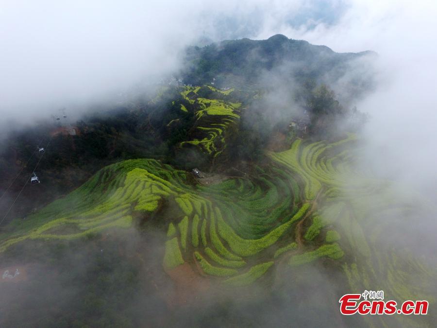 An aerial view of fields and hillside terraces being turned bright yellow by blooming rapeseed flowers in Wuyuan County, Jiangxi Province in March 2019. (Photo: China News Service/Cao Jiaxiang)