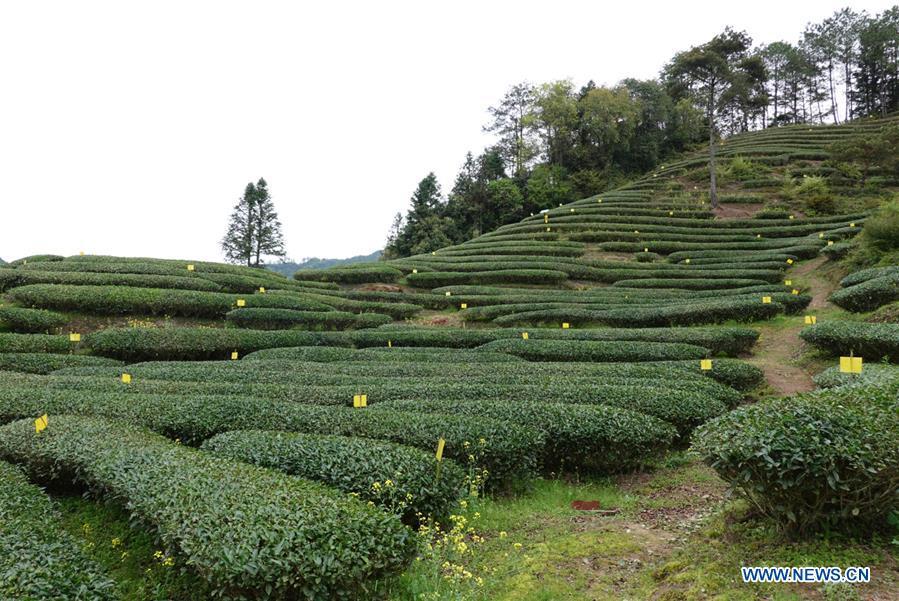 Photo taken on March 26, 2019 shows an ecological tea garden in Xingcun Township of Wuyishan City, southeast China\'s Fujian Province. The tea gardens in Wuyishan will enter harvest season next month. (Xinhua/Geng Xinning)