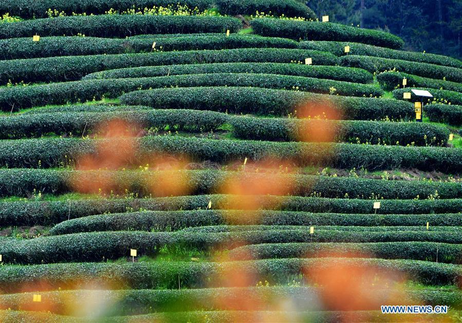 Photo taken on March 26, 2019 shows an ecological tea garden in Xingcun Township of Wuyishan City, southeast China\'s Fujian Province. The tea gardens in Wuyishan will enter harvest season next month. (Xinhua/Wei Peiquan)