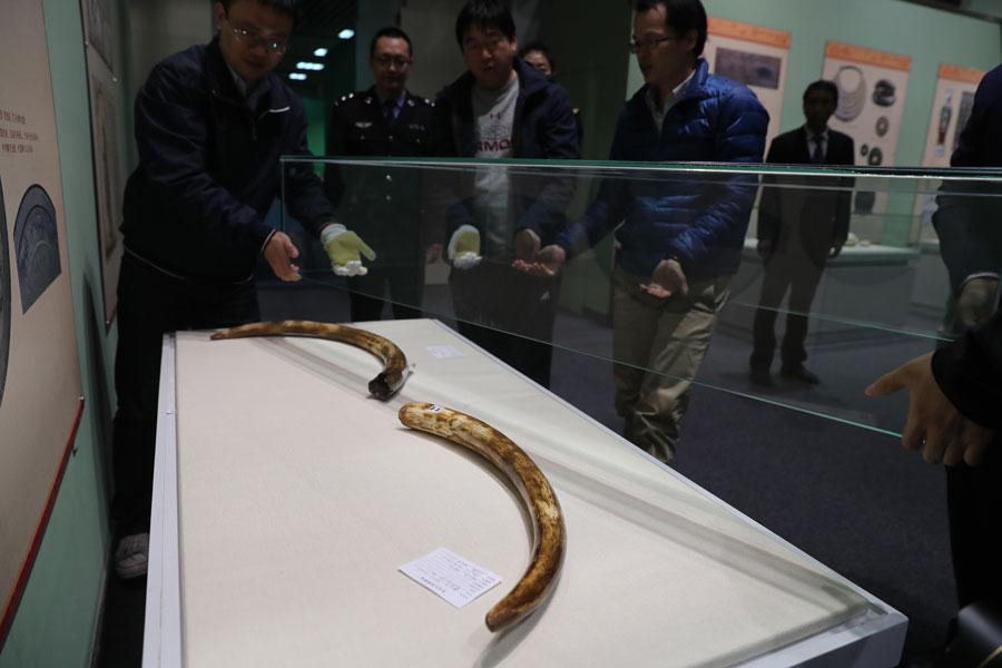 Workers from the Beijing Museum of Natural History lay a glass cover over the mammoth tusks at the museum on March 27, 2019. (Photo/Asianewsphoto)