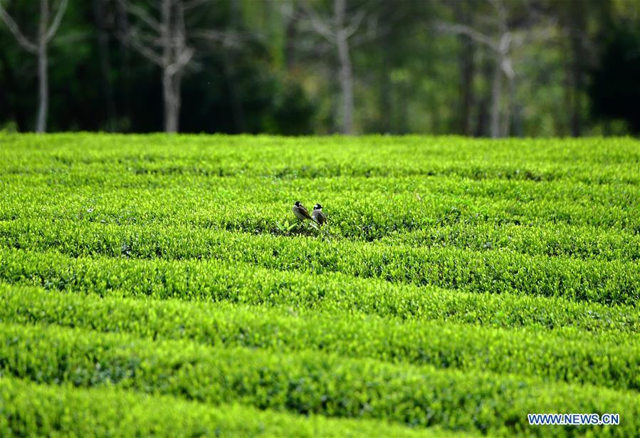 Two birds perch on tea plant at an ecological tea garden in Xingcun Township of Wuyishan City, southeast China\'s Fujian Province, March 26, 2019. The tea gardens in Wuyishan will enter harvest season next month. (Xinhua/Wei Peiquan)