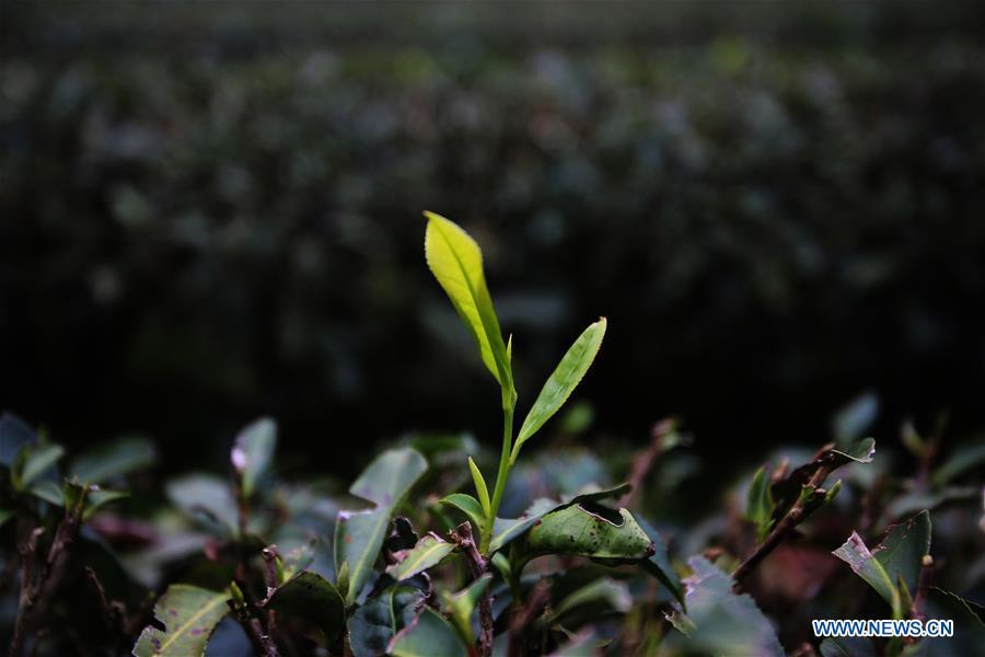 Photo taken on March 26, 2019 shows an ecological tea garden in Xingcun Township of Wuyishan City, southeast China\'s Fujian Province. The tea gardens in Wuyishan will enter harvest season next month. (Xinhua/Wei Peiquan)