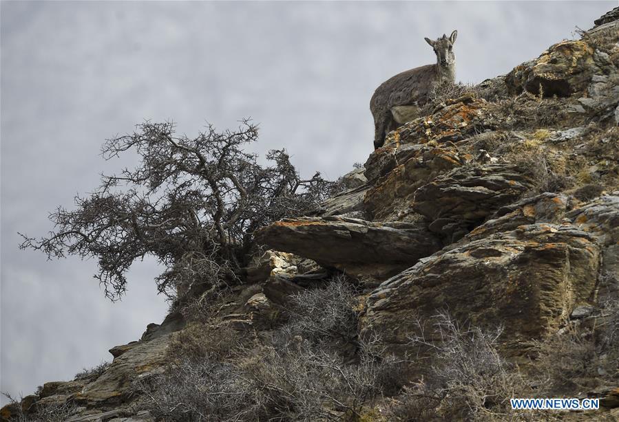 <?php echo strip_tags(addslashes(Bharal, also called the Himalayan Blue sheep, searches for food at the Helan Mountain National Nature Reserve in northwest China's Ningxia Hui Autonomous Region, March 27, 2019. The number of bharal has reached over 40,000 on the Helan Mountain after years of environment renovation. (Xinhua/Feng Kaihua))) ?>