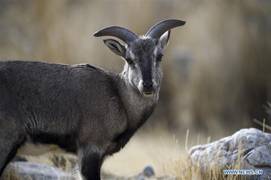<?php echo strip_tags(addslashes(Bharal, also called the Himalayan Blue sheep, is seen at the Helan Mountain National Nature Reserve in northwest China's Ningxia Hui Autonomous Region, March 27, 2019. The number of bharal has reached over 40,000 on the Helan Mountain after years of environment renovation. (Xinhua/Feng Kaihua))) ?>