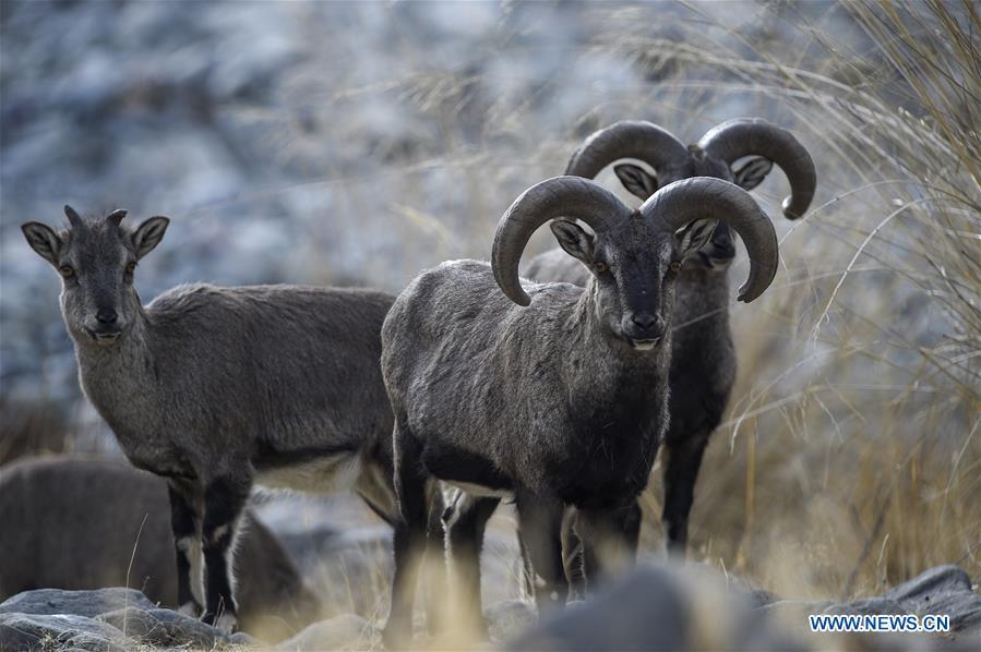 <?php echo strip_tags(addslashes(Bharal, also called the Himalayan blue sheep, are seen at the Helan Mountain National Nature Reserve in northwest China's Ningxia Hui Autonomous Region, March 27, 2019. The number of bharal has reached over 40,000 on the Helan Mountain after years of environment renovation. (Xinhua/Feng Kaihua))) ?>