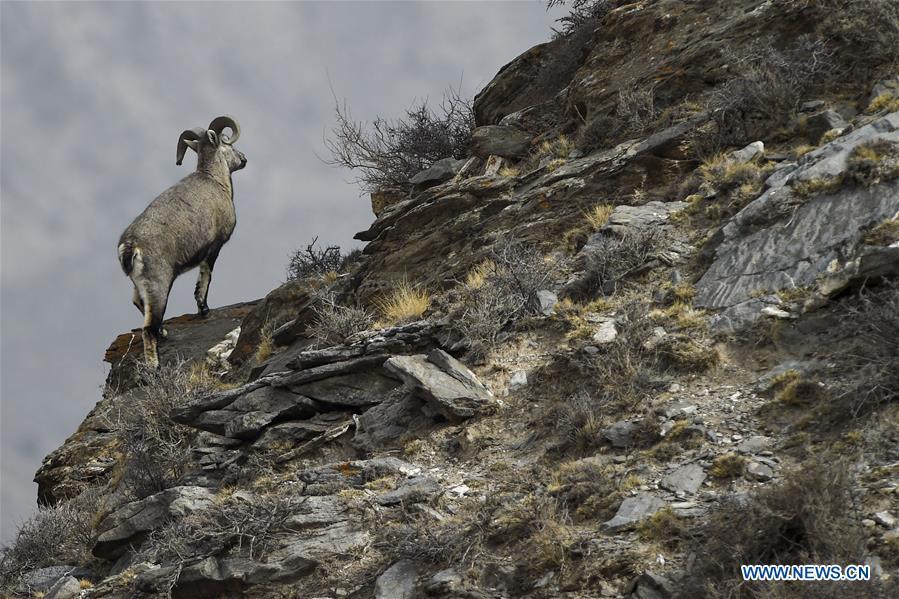 Bharal, also called the Himalayan Blue sheep, stands by a cliff at the Helan Mountain National Nature Reserve in northwest China\'s Ningxia Hui Autonomous Region, March 27, 2019. The number of bharal has reached over 40,000 on the Helan Mountain after years of environment renovation. (Xinhua/Feng Kaihua)