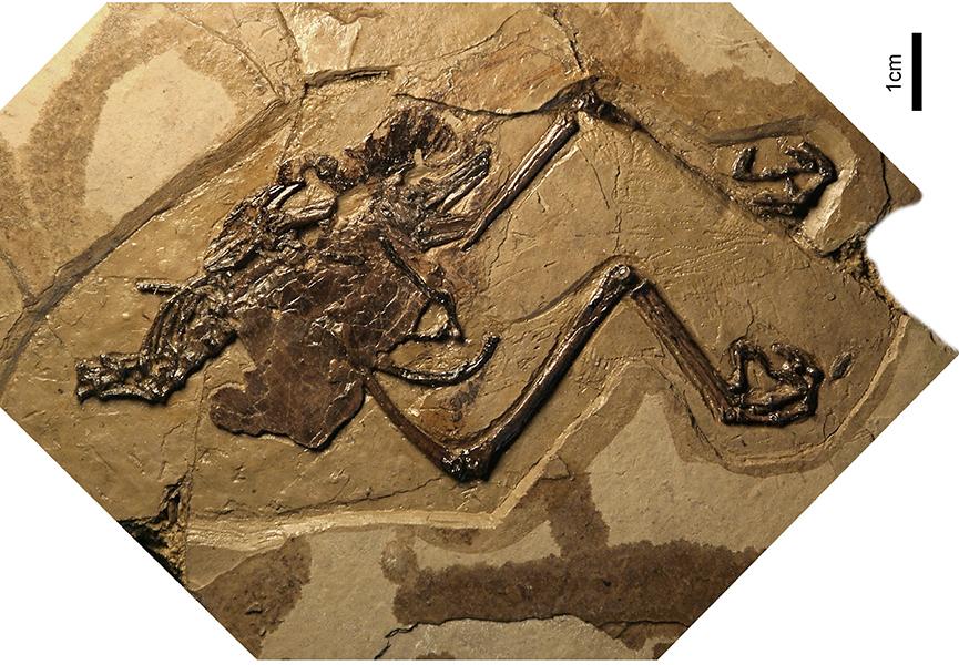 <?php echo strip_tags(addslashes(This photo shows the dinosaur-era bird fossil with an unlaid egg. (Provided by the Institute of Vertebrate Paleontology and Paleoanthropology of the Chinese Academy of Sciences))) ?>