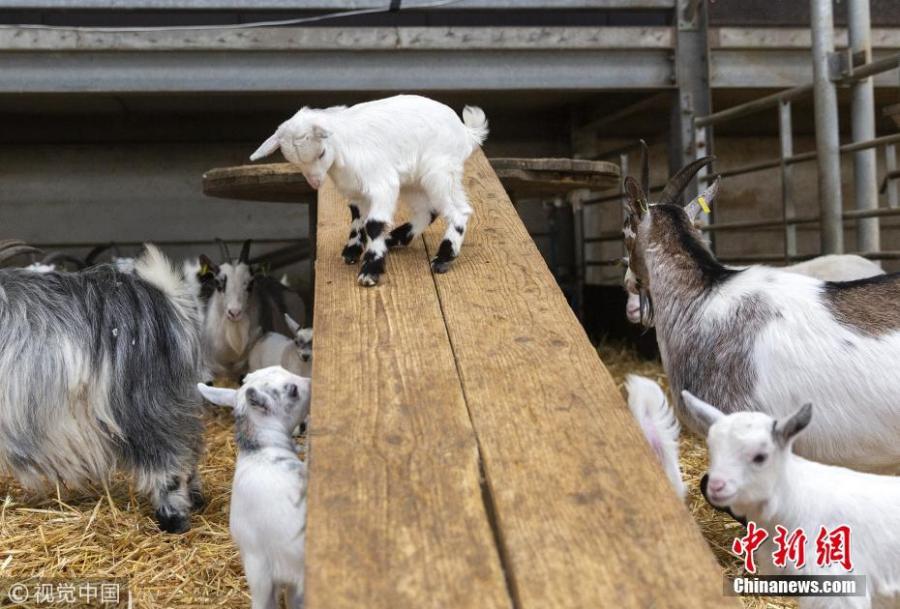 A group of 4 week old pygmy goats enjoy their homemade wooden slide at Cannon Hall Farm in Barnsley, South Yorkshire, March 27, 2019. (Photo/VCG)