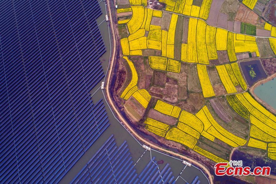 An aerial view of blooming rapeseed flowers next to a photovoltaic power station in Liangyuan Town, Hefei City, East China\'s Anhui Province, March 28, 2019.  The solar panels, installed in a reservoir, cover an area of 160 hectares and generated 110 million kWh of electricity in 2018. Since 2015, the solar park in the water has generated 4 million yuan($590,000)-worth of economic benefits for local farmers. (Photo: China News Service/Zhang Dagang)
