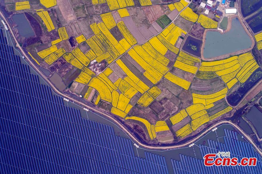 An aerial view of blooming rapeseed flowers next to a photovoltaic power station in Liangyuan Town, Hefei City, East China\'s Anhui Province, March 28, 2019.  The solar panels, installed in a reservoir, cover an area of 160 hectares and generated 110 million kWh of electricity in 2018. Since 2015, the solar park in the water has generated 4 million yuan($590,000)-worth of economic benefits for local farmers. (Photo: China News Service/Zhang Dagang)
