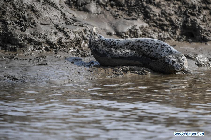 A spotted seal in the water is seen near the coastal mudflat of Sandaogou in Panjin, northeast China\'s Liaoning Province, March 28, 2019. Over 120 spotted seals rest here and will head back to the Pacific regions in late May. (Xinhua/Pan Yulong)