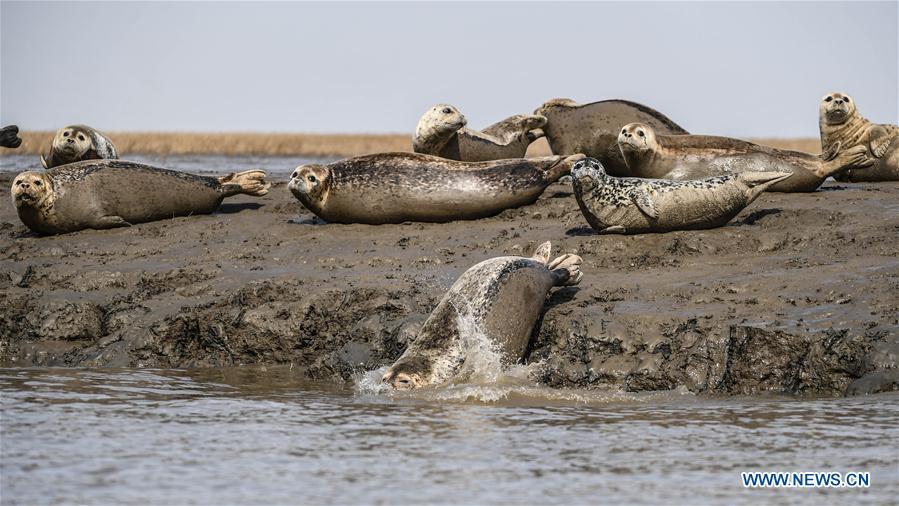 Spotted seals are seen on the coastal mudflat of Sandaogou in Panjin, northeast China\'s Liaoning Province, March 28, 2019. Over 120 spotted seals rest here and will head back to the Pacific regions in late May. (Xinhua/Pan Yulong)