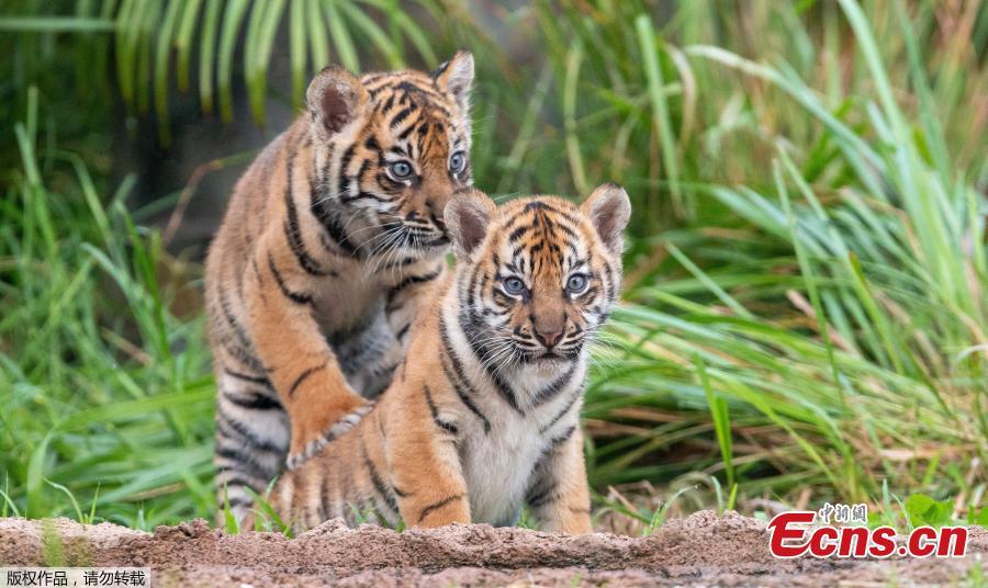 <?php echo strip_tags(addslashes(Two Sumatran tiger cubs look on at Taronga Zoo in Sydney, Australia, March 29, 2019.   (Photo/Agencies))) ?>