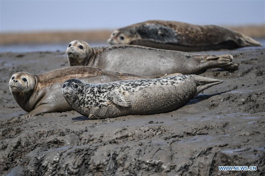 Spotted seals are seen on the coastal mudflat of Sandaogou in Panjin, northeast China\'s Liaoning Province, March 28, 2019. Over 120 spotted seals rest here and will head back to the Pacific regions in late May. (Xinhua/Pan Yulong)