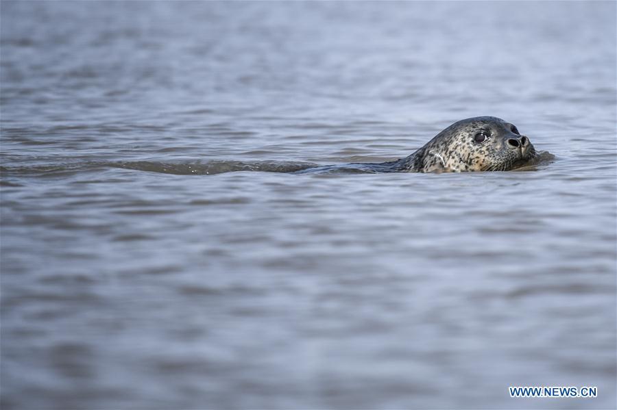 A spotted seal in the water is seen near the coastal mudflat of Sandaogou in Panjin, northeast China\'s Liaoning Province, March 28, 2019. Over 120 spotted seals rest here and will head back to the Pacific regions in late May. (Xinhua/Pan Yulong)