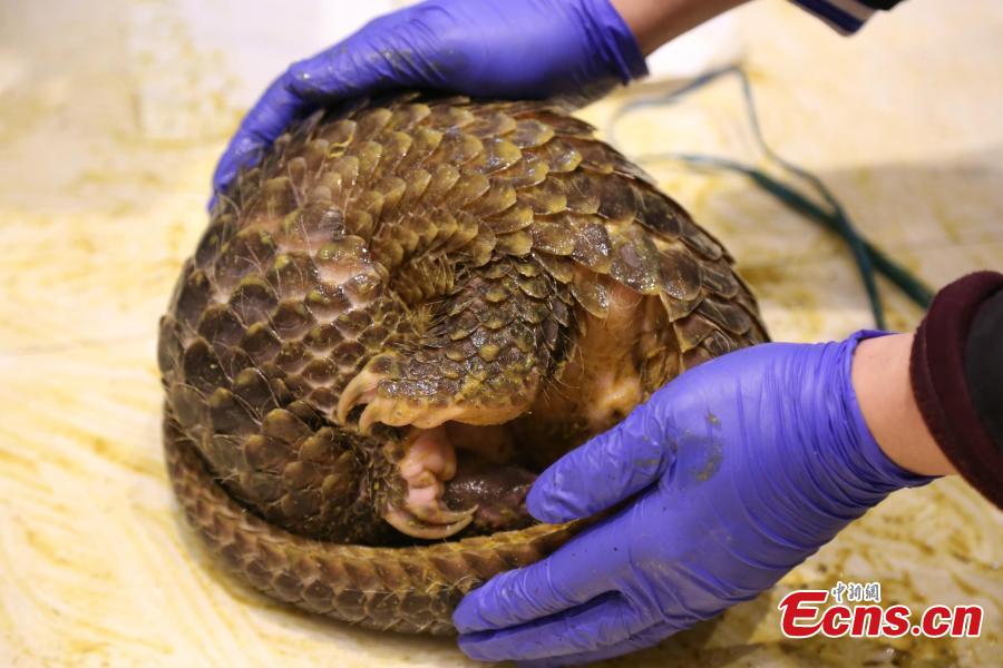 <?php echo strip_tags(addslashes(Officials from Nanning Customs display pangolins seized in an anti-smuggling campaign in Nanning City, Southwest China's Guangxi Zhuang Autonomous Region, March 29, 2019. The Anti-Smuggling Bureau of General Administration of Customs, its branch in Guangdong Province and Nanning Customs jointly launched the campaign that uncovered nine criminal gangs and seized 103 live pangolins, 52 pangolin carcasses and 21.55 kg of pangolin scales. (Photo: China News Service/Wang Shuyan))) ?>