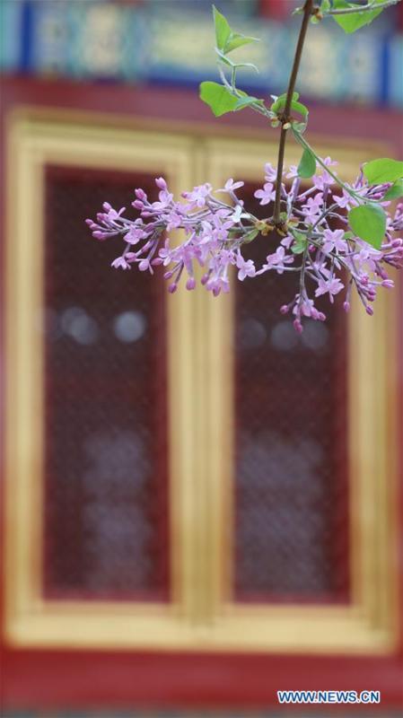 <?php echo strip_tags(addslashes(Photo taken on March 28, 2019 shows flowers in the Forbidden City in Beijing, capital of China. (Xinhua/Meng Dingbo))) ?>