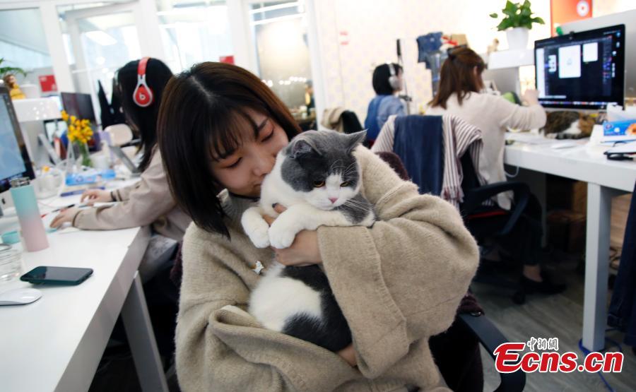 <?php echo strip_tags(addslashes(An employee cuddles a pet cat in the offices of a company in Shanghai, March 29, 2019. The company has allowed employees to bring their cats or dogs to the office for its internal Pet Day as a way to reduce work stress. (Photo: China News Service/Tang Yanjun))) ?>