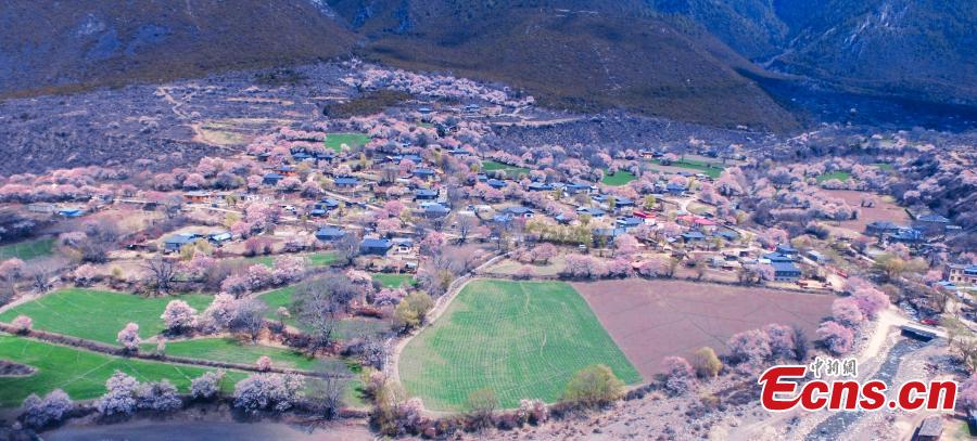 A view of the Peach Blossom Valley, a popular sightseeing spot in Bomi, Nyingchi, Southwest China\'s Tibet Autonomous Region. The valley is home to many 100-year-old peach trees, which form an impressive landscape when in bloom. (Photo: China News Service/Yuan Jue)