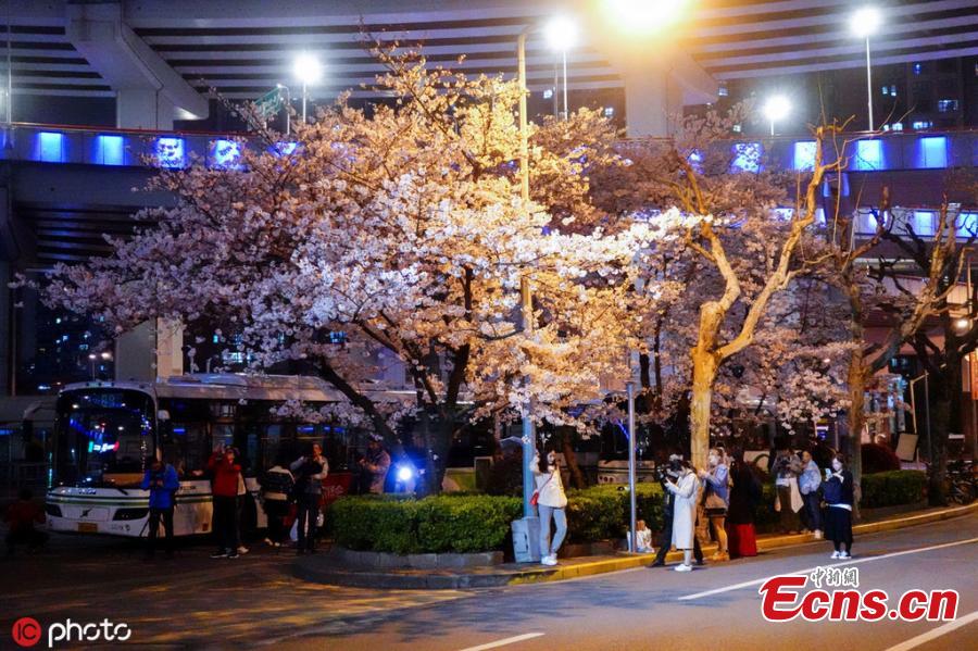 <?php echo strip_tags(addslashes(Cherry blossom trees in bloom at a bus station under the Nanpu Bridge in Shanghai, March 29, 2019. Netizens have dubbed the bus stop 
