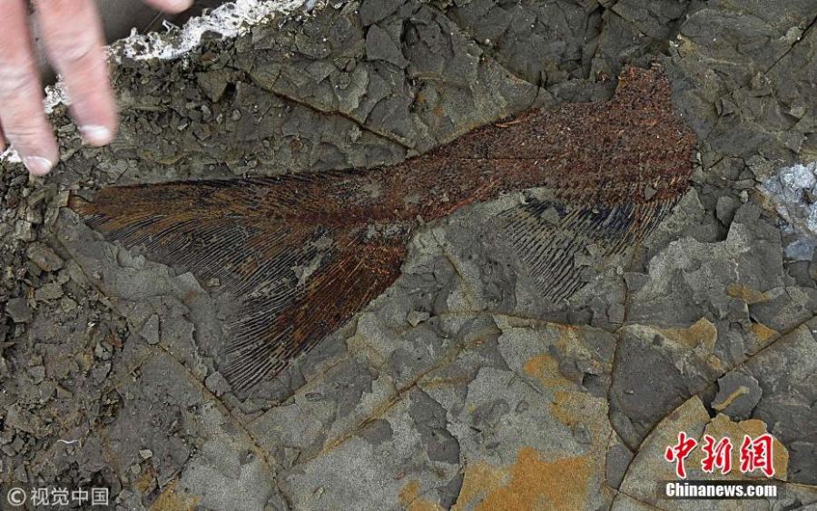 This handout photo obtained March 30, 2019 shows a partially exposed, perfectly preserved 66-million-year-old fish fossil uncovered by Robert DePalma and his colleagues. The scientists have discovered the fossilized remains of a mass of creatures that died minutes after a huge asteroid slammed into the Earth 66 million years ago, sealing the fate of the dinosaurs.(Photo/Agencies)