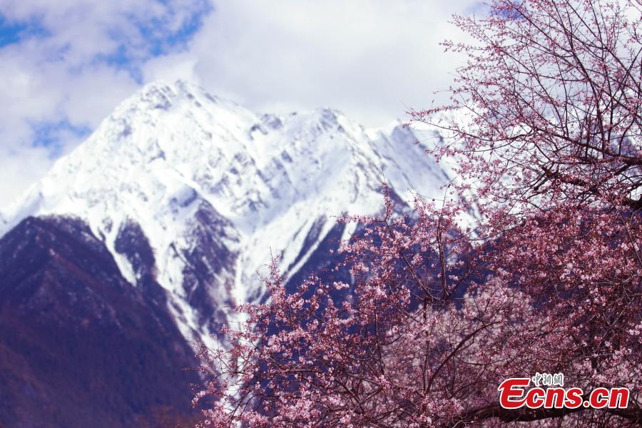 A view of the Peach Blossom Valley, a popular sightseeing spot in Bomi, Nyingchi, Southwest China\'s Tibet Autonomous Region. The valley is home to many 100-year-old peach trees, which form an impressive landscape when in bloom. (Photo: China News Service/Yuan Jue)