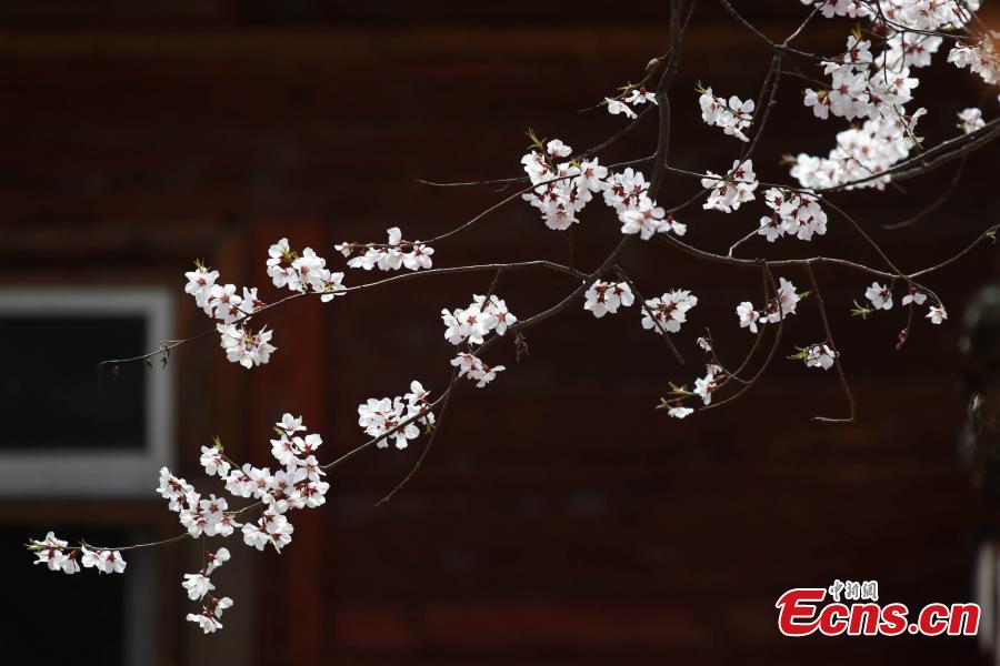 A view of the Peach Blossom Valley, a popular sightseeing spot in Bomi, Nyingchi, Southwest China\'s Tibet Autonomous Region. The valley is home to many 100-year-old peach trees, which form an impressive landscape when in bloom. (Photo: China News Service/Yuan Jue)