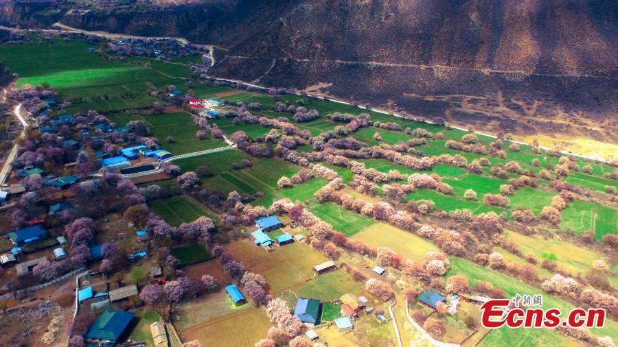 A view of the Peach Blossom Valley, a popular sightseeing spot in Bomi, Nyingchi, Southwest China\'s Tibet Autonomous Region. The valley is home to many 100-year-old peach trees, which form an impressive landscape when in bloom. (Photo: China News Service/Yuan Jue)