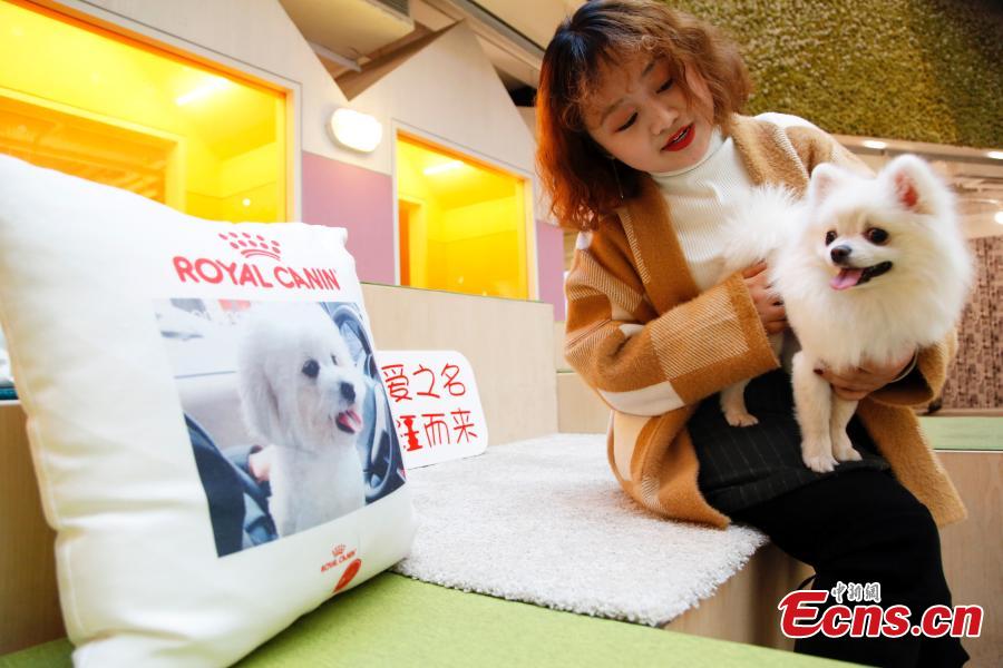 An employee cuddles a pet dog in the offices of a company in Shanghai, March 29, 2019. The company has allowed employees to bring their cats or dogs to the office for its internal Pet Day as a way to reduce work stress. (Photo: China News Service/Tang Yanjun)