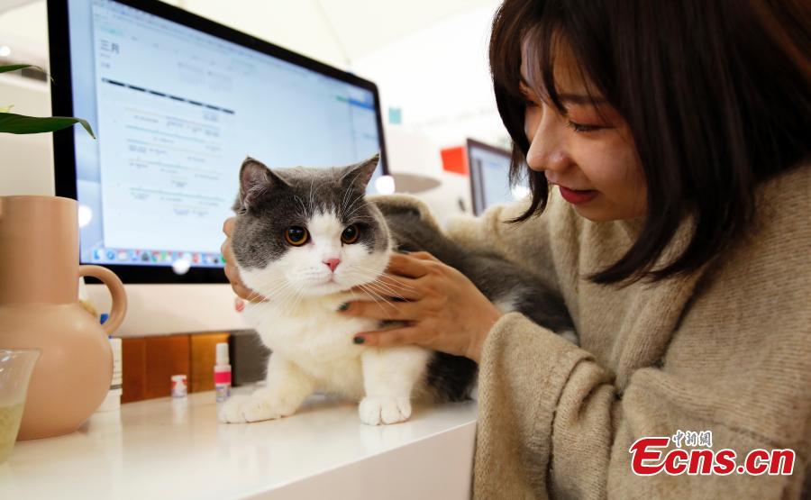 An employee cuddles a pet cat in the offices of a company in Shanghai, March 29, 2019. The company has allowed employees to bring their cats or dogs to the office for its internal Pet Day as a way to reduce work stress. (Photo: China News Service/Tang Yanjun)