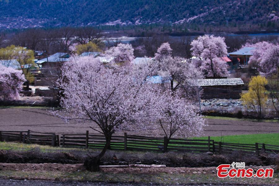 A view of the Peach Blossom Valley, a popular sightseeing spot in Bomi, Nyingchi, Southwest China\'s Tibet Autonomous Region. The valley is home to many 100-year-old peach trees, which form an impressive landscape when in bloom. (Photo: China News Service/Yuan Jue)