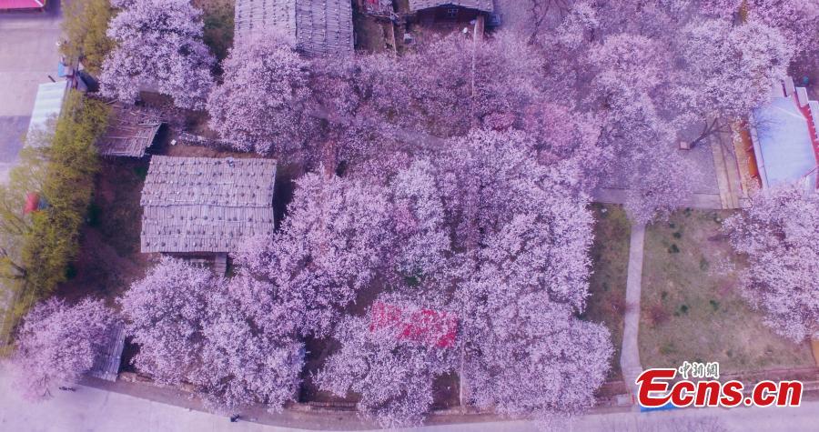 A view of the Peach Blossom Valley, a popular sightseeing spot in Bomi, Nyingchi, Southwest China\'s Tibet Autonomous Region. The valley is home to many 100-year-old peach trees, which form an impressive landscape when in bloom. (Photo: China News Service/Yuan Jue)